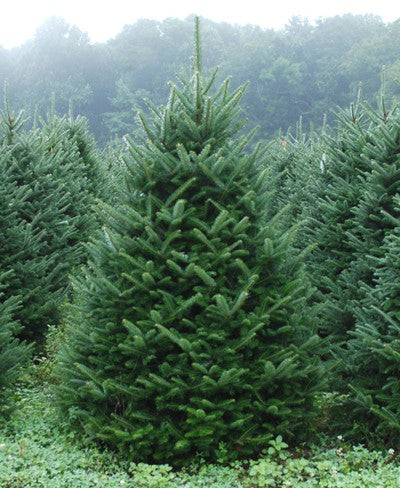 FraserFir-e1437843476387.jpg