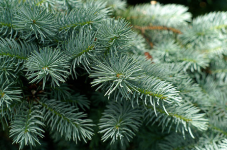 Screen Shot 2020-06-27 at 11.02.44 AM.png